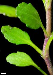 Veronica zygantha. Stem and leaves. Scale = 1 mm.
 Image: P.J. Garnock-Jones © Te Papa CC-BY-NC 3.0 NZ